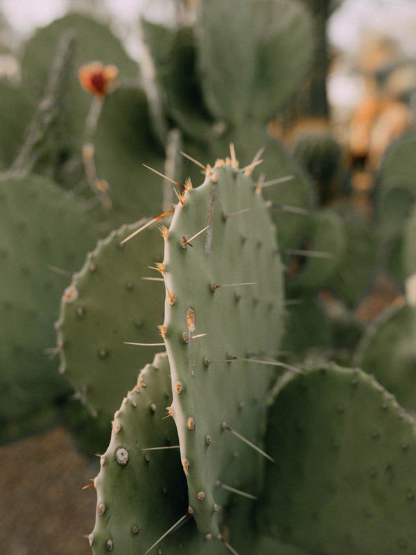 cactus-tree