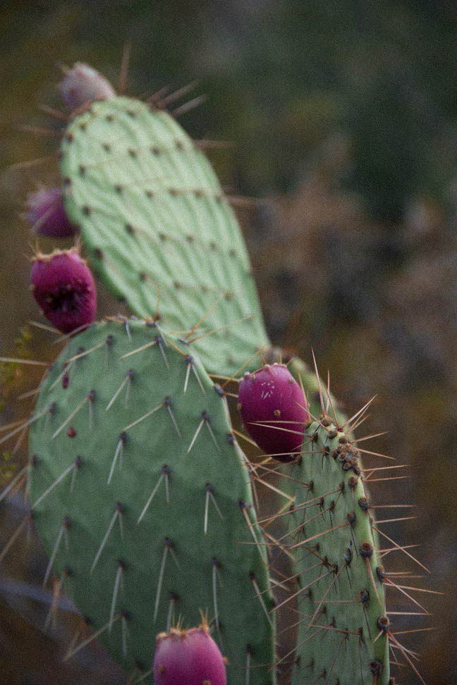 prickly-pear