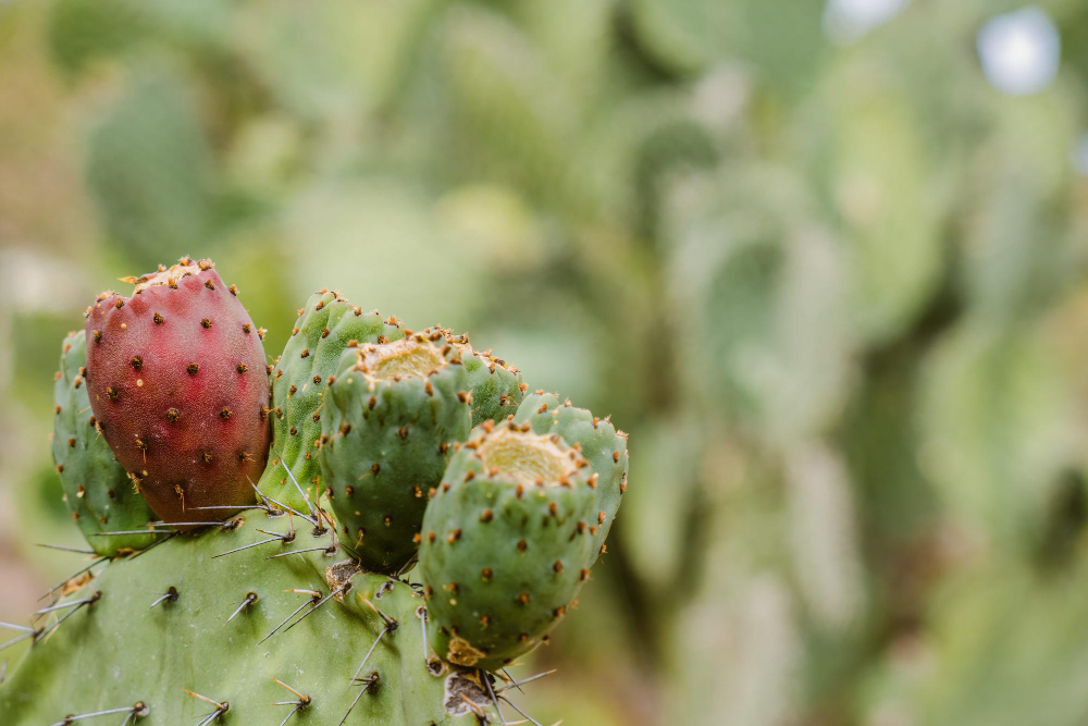 Fatima's Garden prickly pear