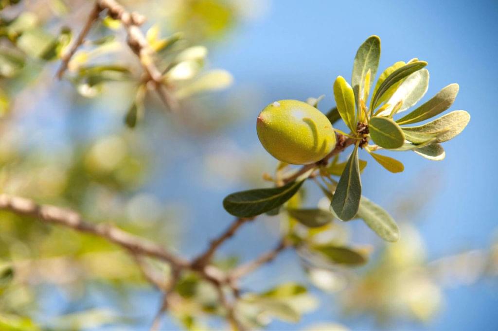 Argan Oil Nuts Branches