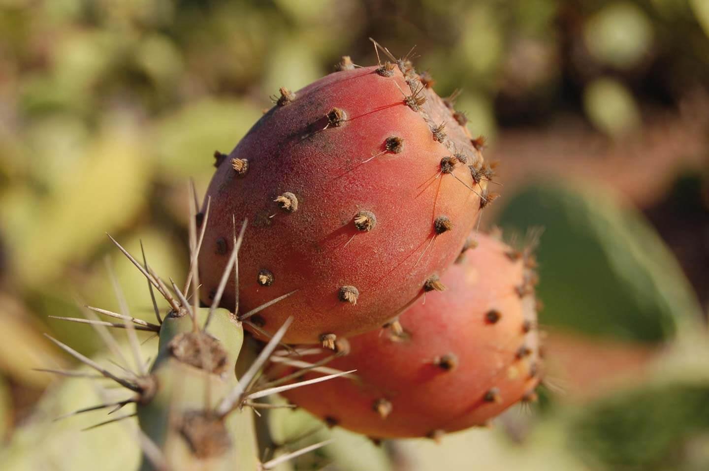 prickly pair seed oil price